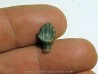 dinosaur nodosaur tooth: PANOPLOSAURUS MIRUS