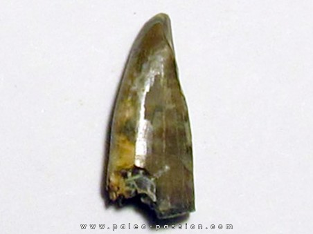 dinosaur tooth: GORGOSAURUS LIBRATUS