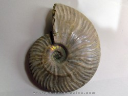 CLEONICERAS BESAIRIEI (2)