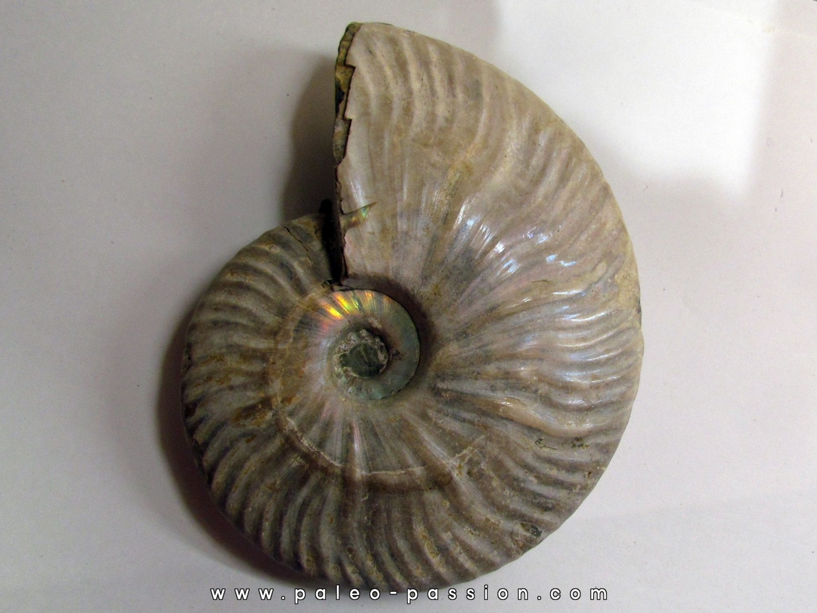 CLEONICERAS BESAIRIEI (2)