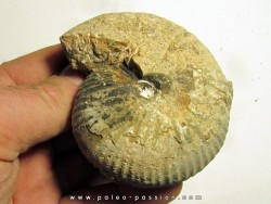 JUVAVITES SUBINTERRUPTUS