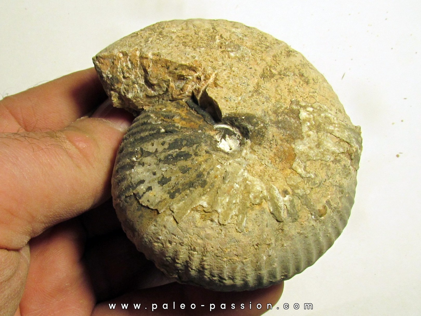 JUVAVITES SUBINTERRUPTUS