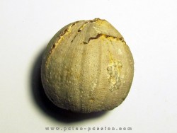 Pedinopsis meridanensis
