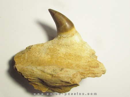 PROGNATHODON sp. tooth (1)