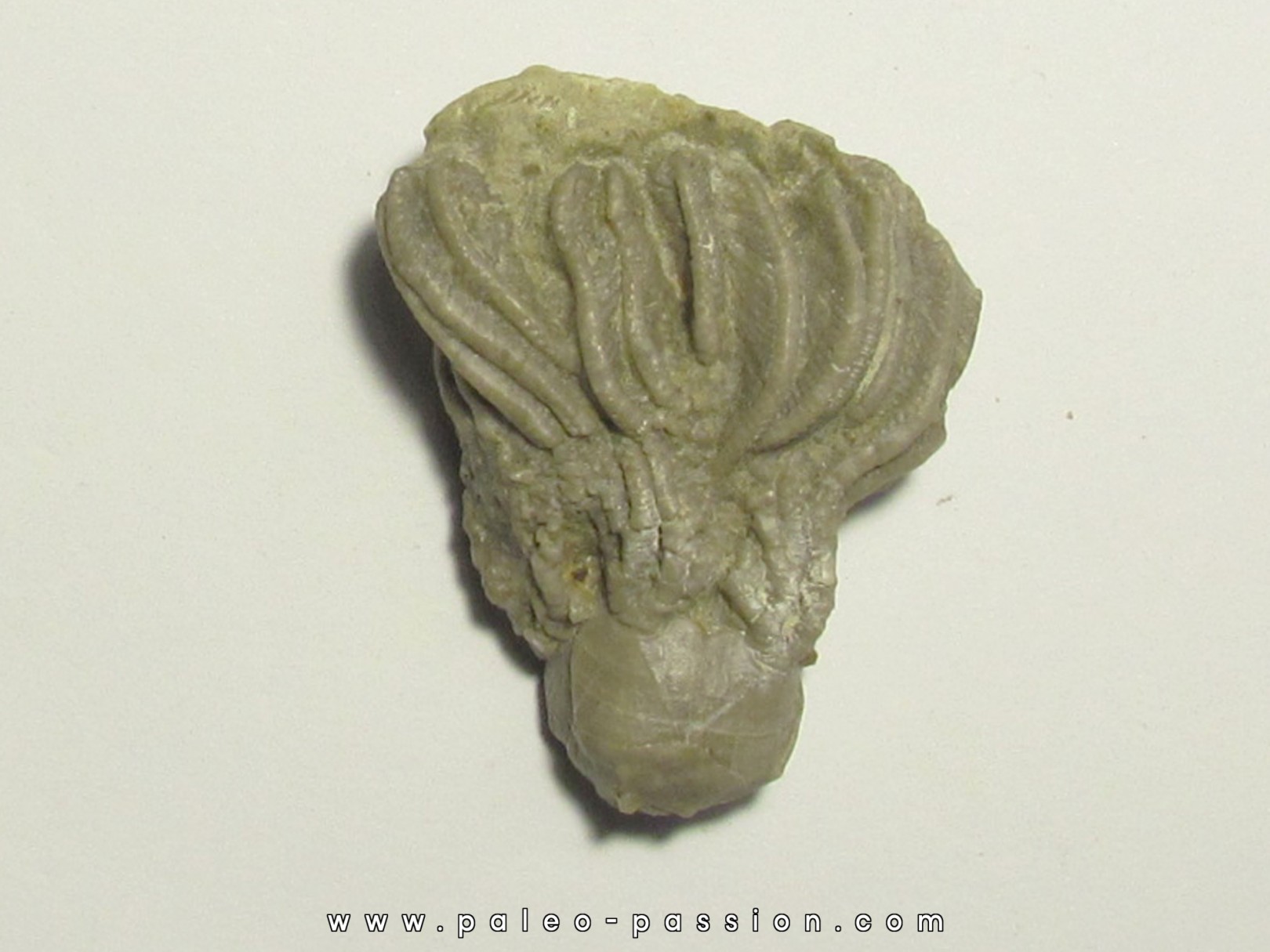 PLATYCRINITES PENICILLUS PLATYCRINITES PENICILLUS