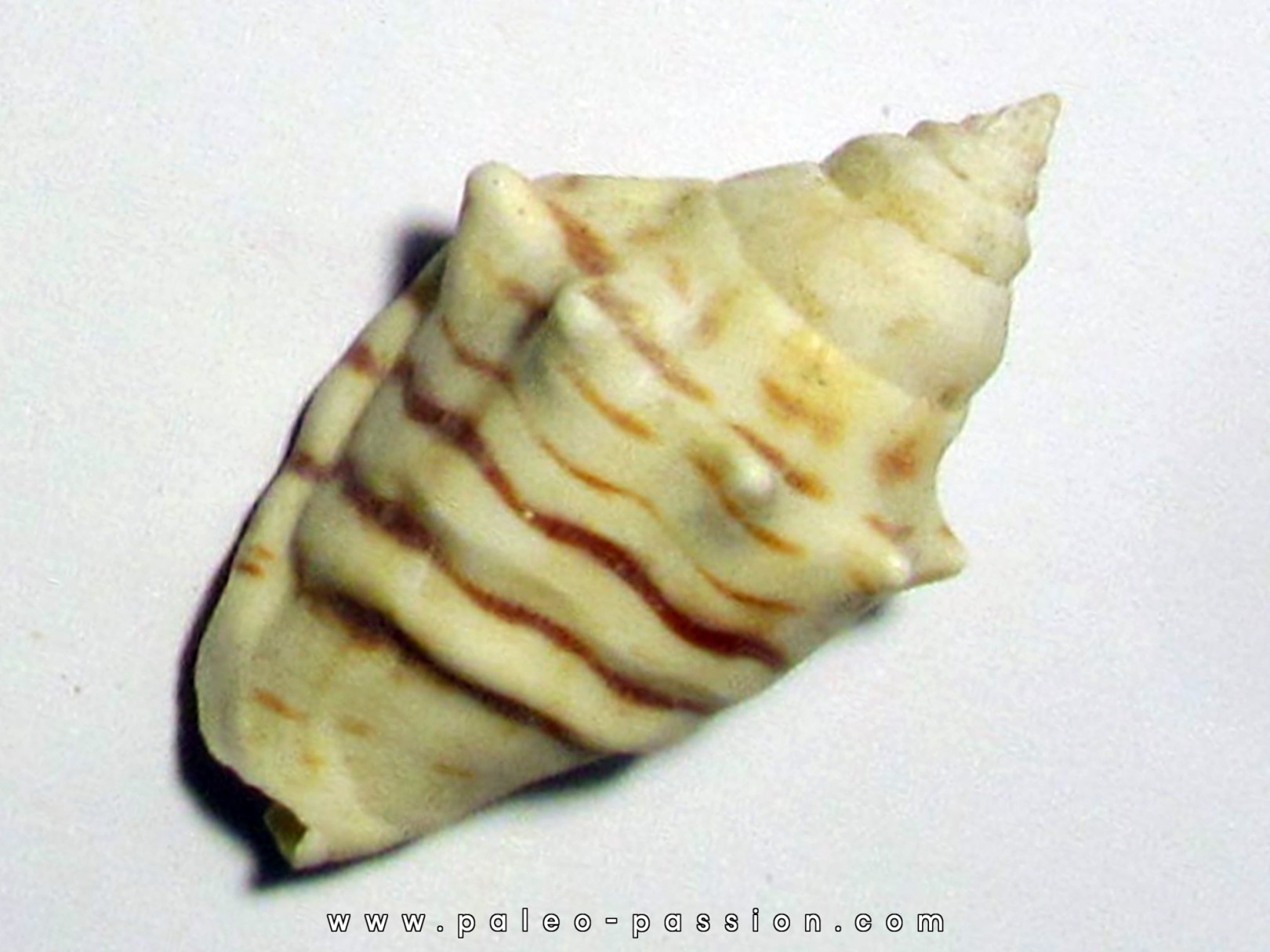 Strombus fasiatus Strombus fasiatus