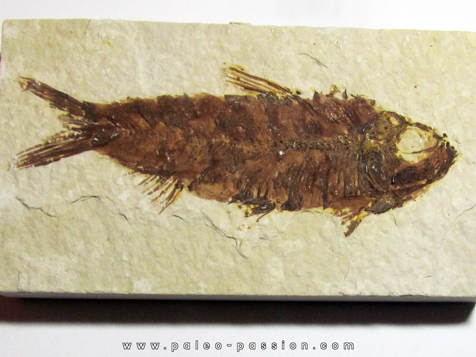 poisson fossile KNIGHTIA EOCAENA (2)