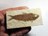 poisson fossile KNIGHTIA EOCAENA (2)