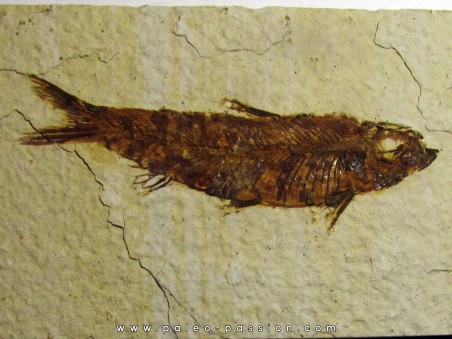 fish: KNIGHTIA EOCAENA (3)