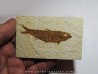 poisson fossile KNIGHTIA EOCAENA (3)