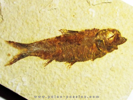 fish: KNIGHTIA EOCAENA (5)