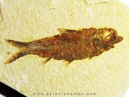 poisson fossile KNIGHTIA EOCAENA (5)
