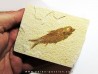 poisson fossile KNIGHTIA EOCAENA (5)