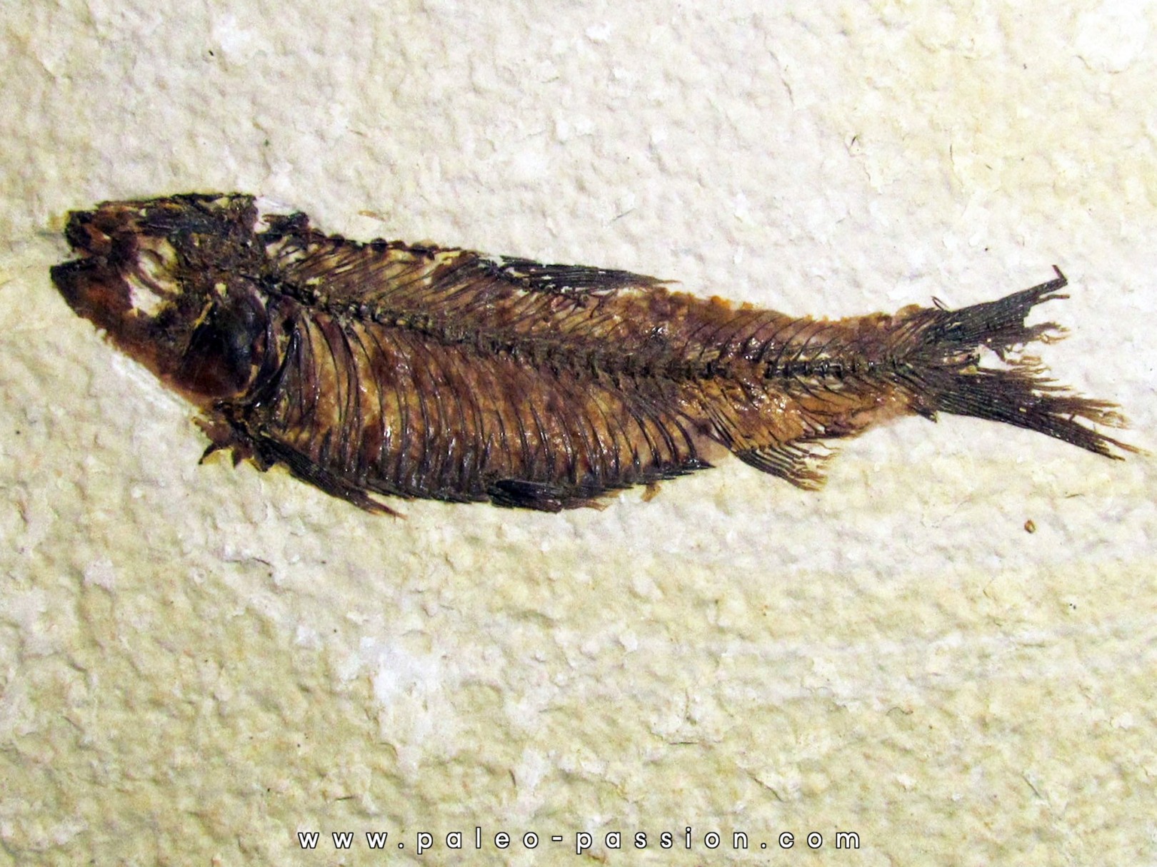 fish: KNIGHTIA EOCAENA (7) fish: KNIGHTIA EOCAENA (7)