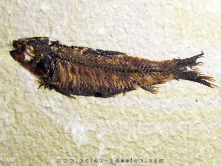 fish: KNIGHTIA EOCAENA (7)