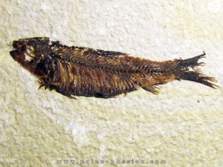 poisson fossile KNIGHTIA EOCAENA (7)