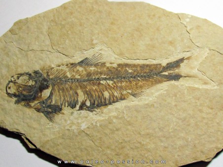 poisson fossile KNIGHTIA EOCAENA (8)