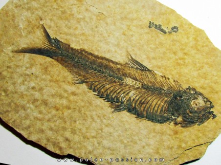 poisson fossile KNIGHTIA EOCAENA (9)