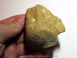 Vertebre DE MOSASAURE (texas - USA) (1)