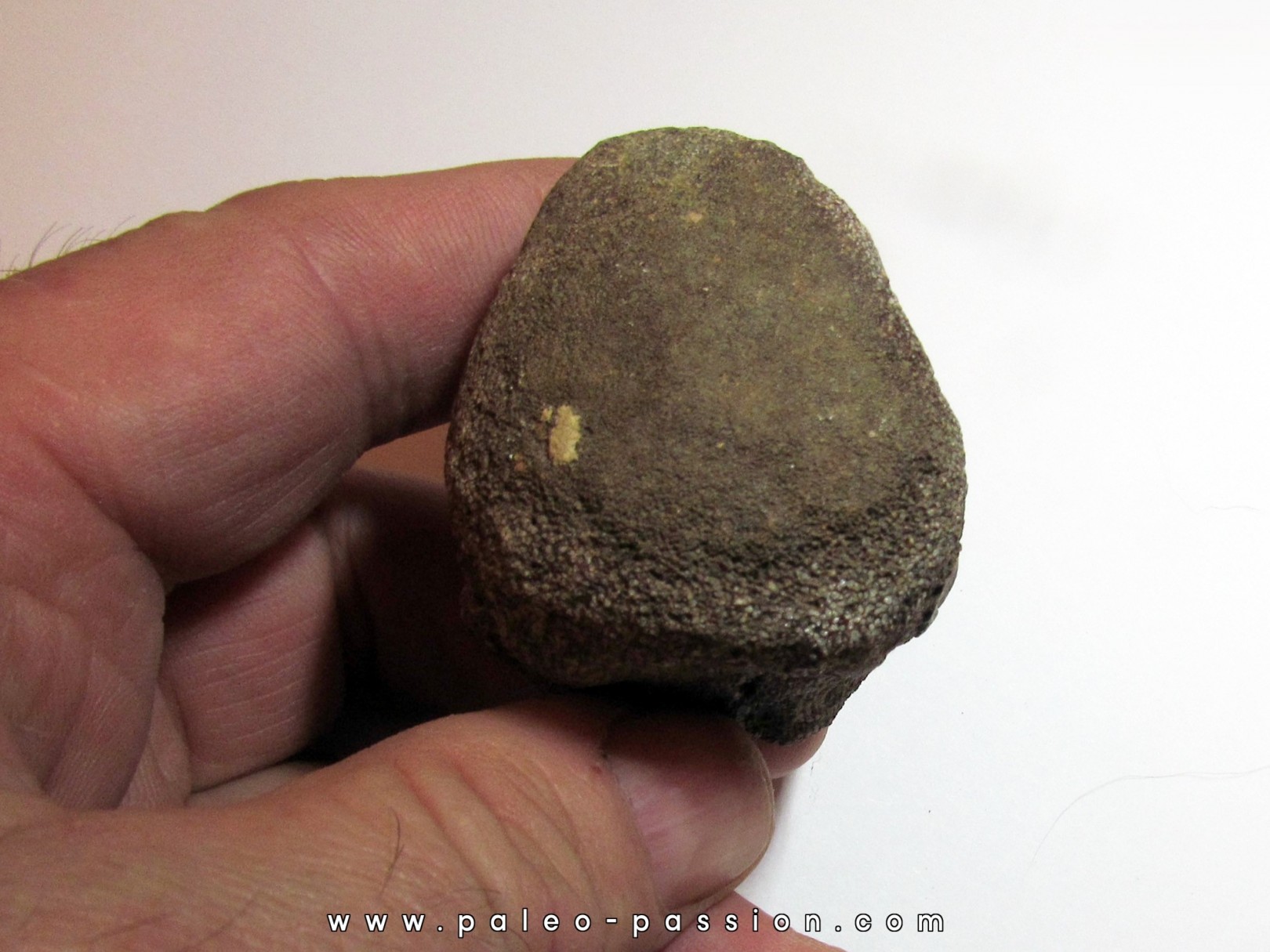 MOSASAURE  Vertebrae (texas - USA) (4)