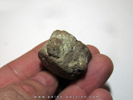 MOSASAURE  Vertebrae (texas - USA) (5)