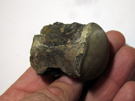 MOSASAURE  Vertebrae (texas - USA) (6)