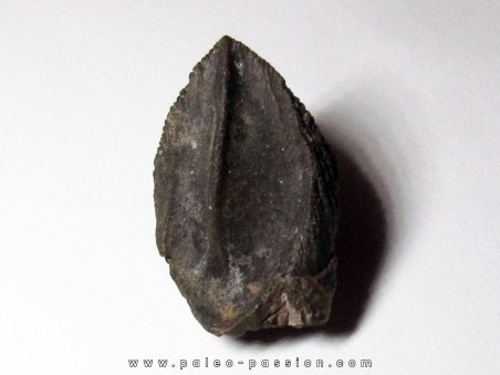 dinosaure tooth: TRICERATOPS HORRIDUS 