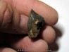 dinosaure tooth: TRICERATOPS HORRIDUS 