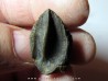 dinosaure tooth: TRICERATOPS HORRIDUS 