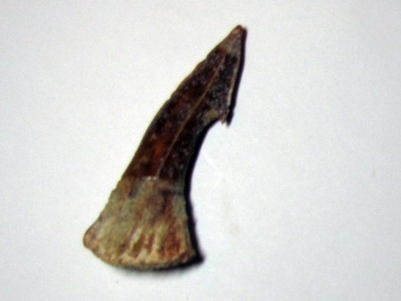 ONCHOPRISTIS NUMIDUS tooth (2)
