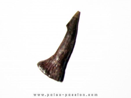 ONCHOPRISTIS NUMIDUS tooth (9)