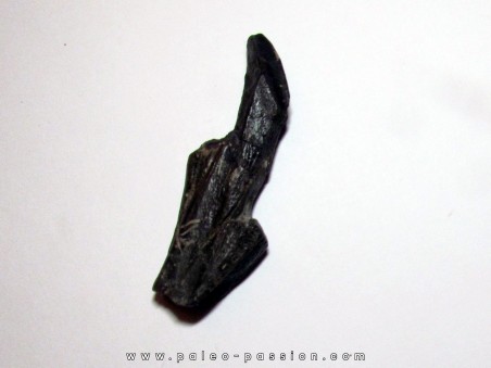 dinosaure tooth: HADROSAURE (1)