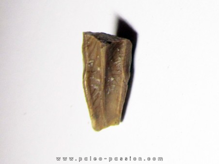 dinosaure tooth: HADROSAURE (2)