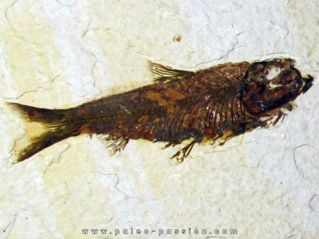 fish: KNIGHTIA EOCAENA (12)