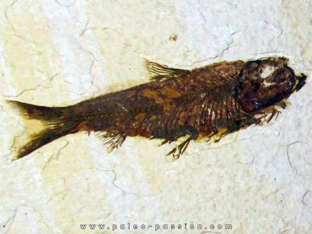 poisson fossile KNIGHTIA EOCAENA (12)