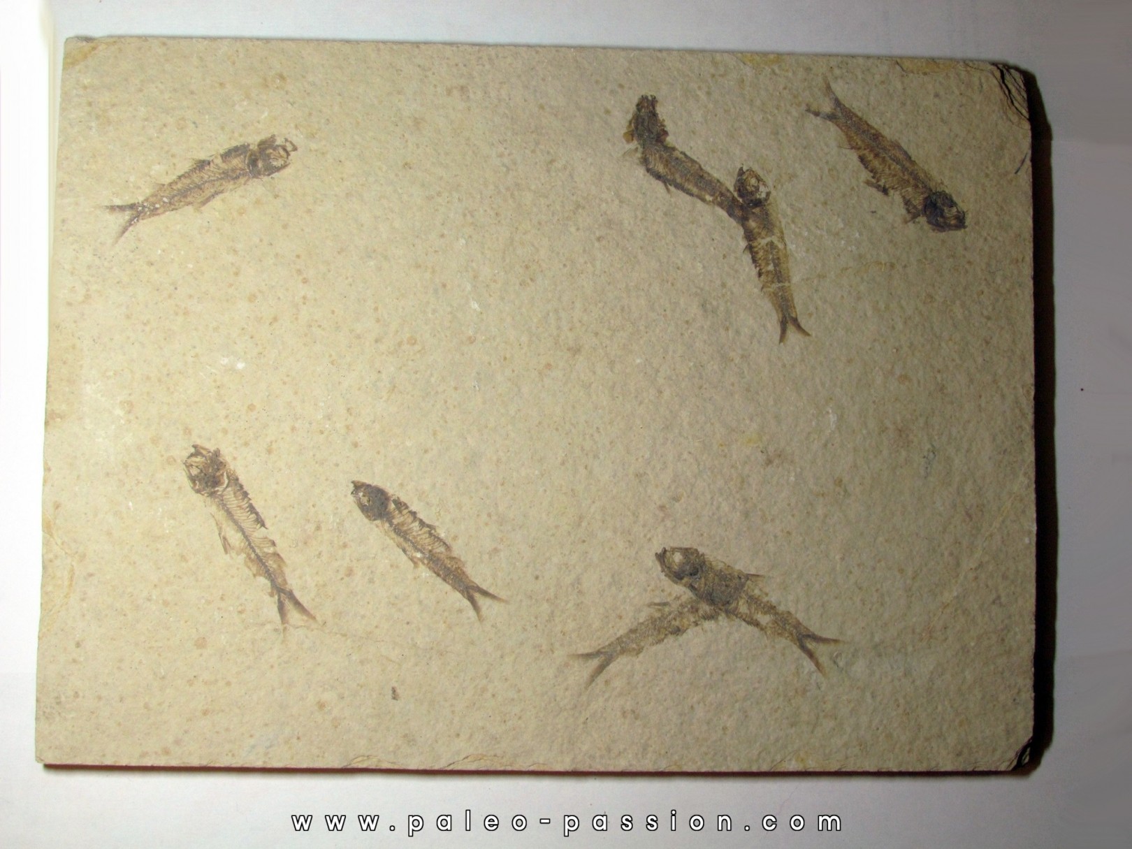 fish: KNIGHTIA EOCAENA (13)