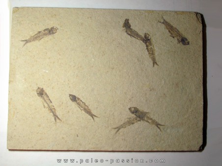 fish: KNIGHTIA EOCAENA (13)