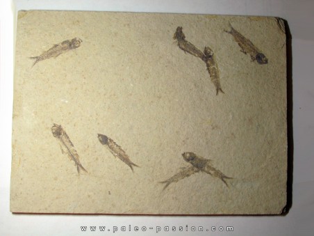 poisson fossile KNIGHTIA EOCAENA (13)