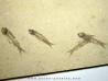 poisson fossile KNIGHTIA EOCAENA (13)