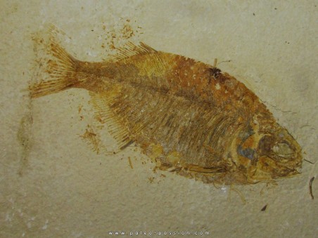 fish: PHAREODUS TESTIS (2) !!! 14cm !!!!