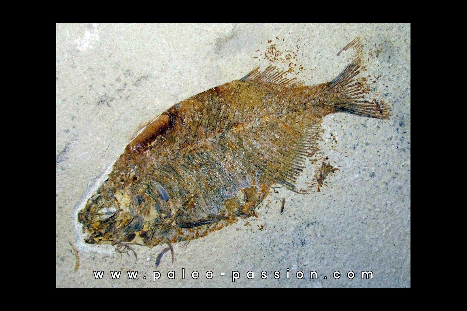 fish: PHAREODUS TESTIS (3) !!! 14cm !!!!