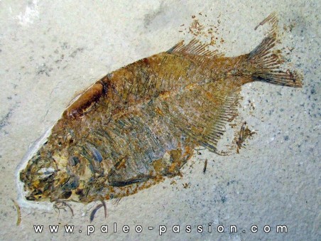 fish: PHAREODUS TESTIS (3) !!! 14cm !!!!