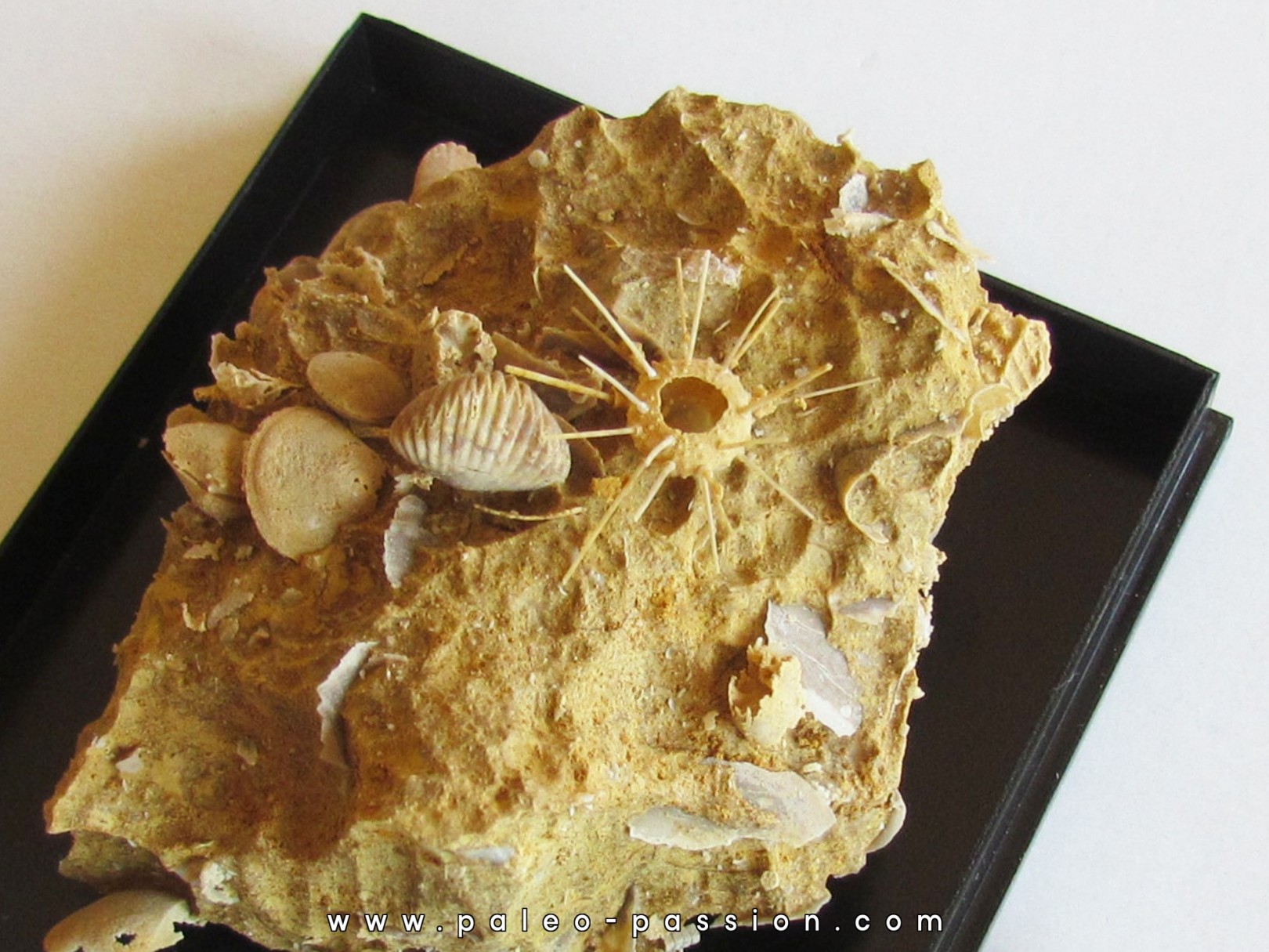 oursin Polydiadema superbum oursin Polydiadema superbum