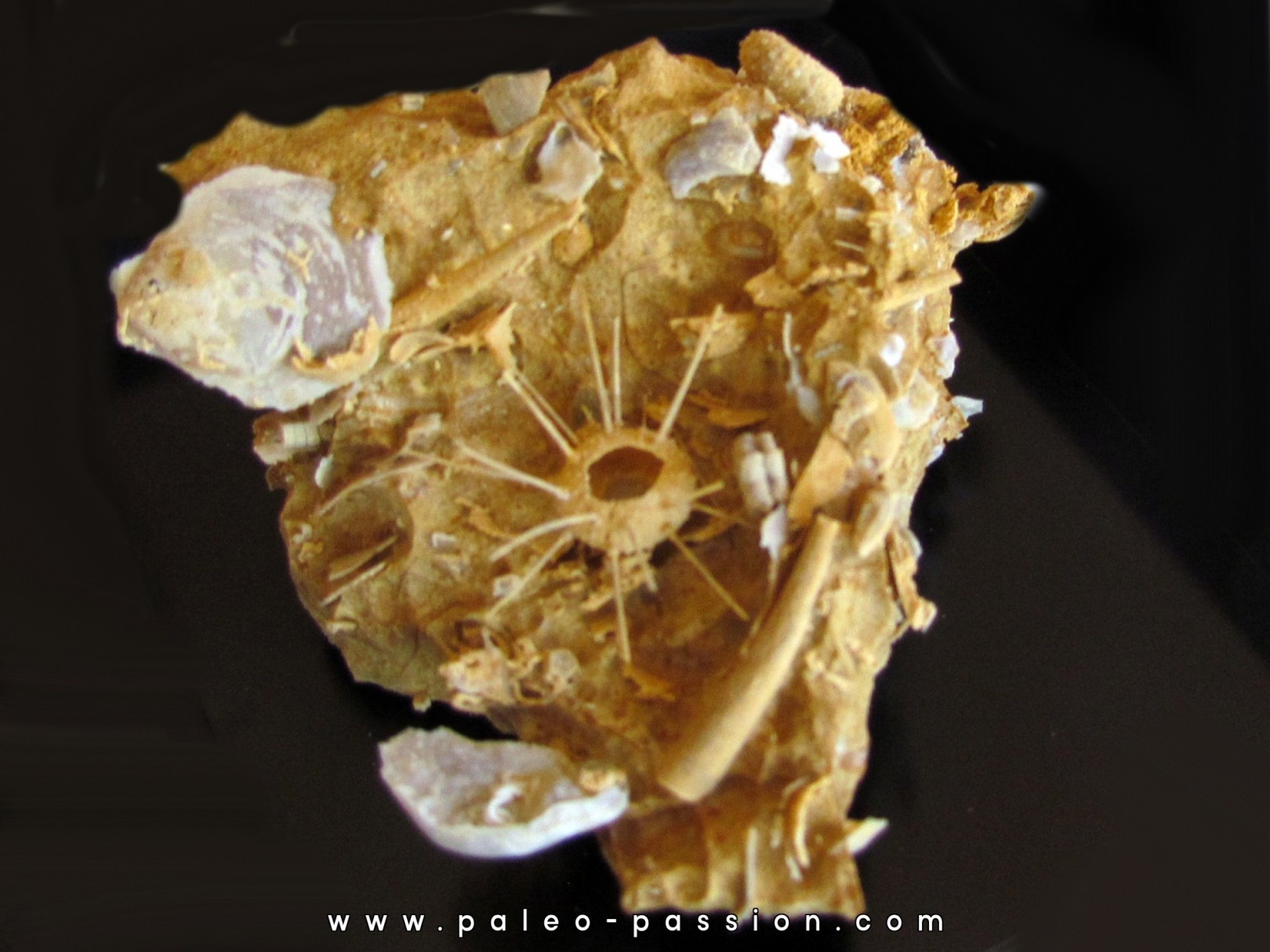 urchin Polydiadema superbum (3) urchin Polydiadema superbum (3)