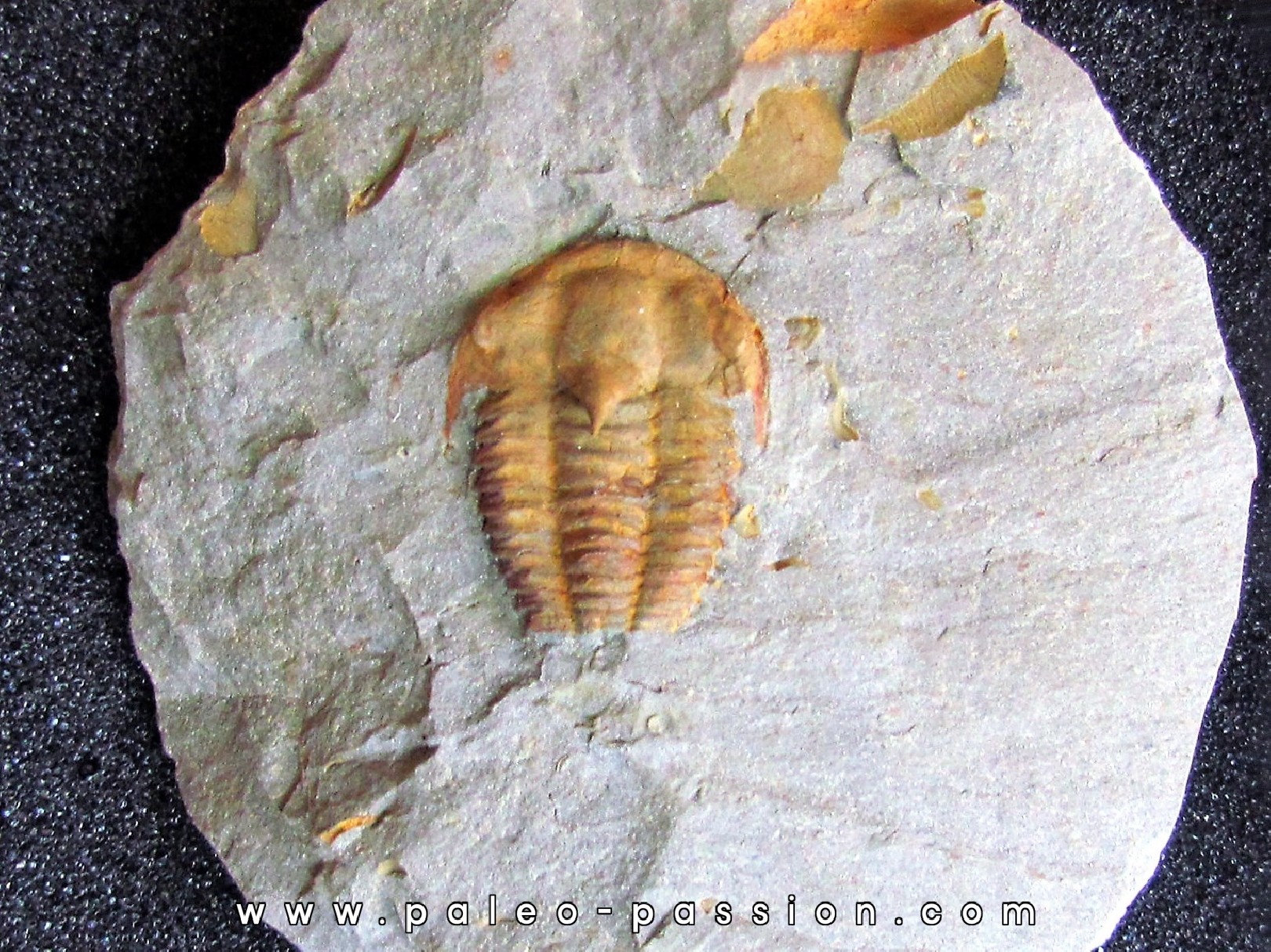 kingaspidoides aff. brevifrons kingaspidoides aff. brevifrons