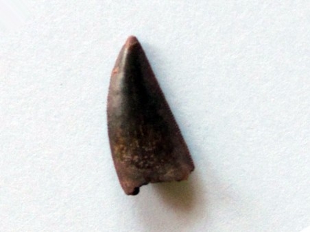 dinosaur tooth DELTADROMEUS AGILIS (7)