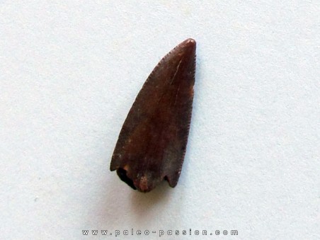 dinosaur tooth DELTADROMEUS AGILIS (8)
