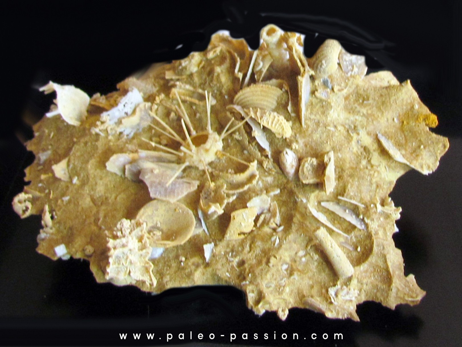 urchin Polydiadema superbum (4) urchin Polydiadema superbum (4)