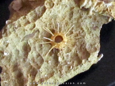 urchin Polydiadema superbum (5)