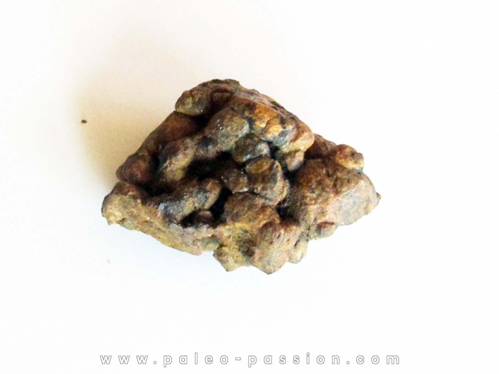 METEORITE pallasite SERICHO (12) METEORITE pallasite SERICHO (12)